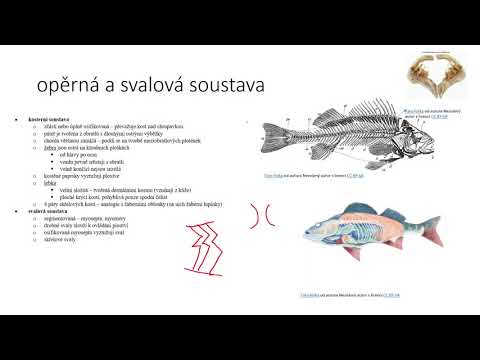 Video: Co Věda Studuje Ryby