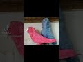 اجمل انواع الحمام الزينه في العالم