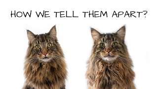 How we tell Roy and Moss apart? | Norwegian Forest Cat