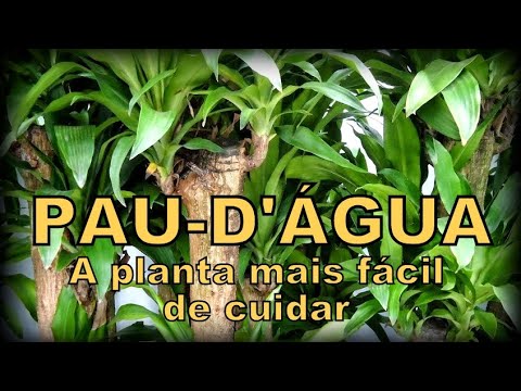 PAU-D'ÁGUA - A planta mais fácil de cuidar. - thptnganamst.edu.vn