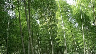 環境破壊の恐れもある竹林被害から竹炭が誕生するまで Bamboo charcoal