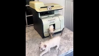 😺 How to clone a cat?! 🐈 Funny video with cats and kittens for a good mood! 😸