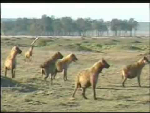 Dos Leones Capturan Y Matan A Hiena - Two Male lions kills Hyena