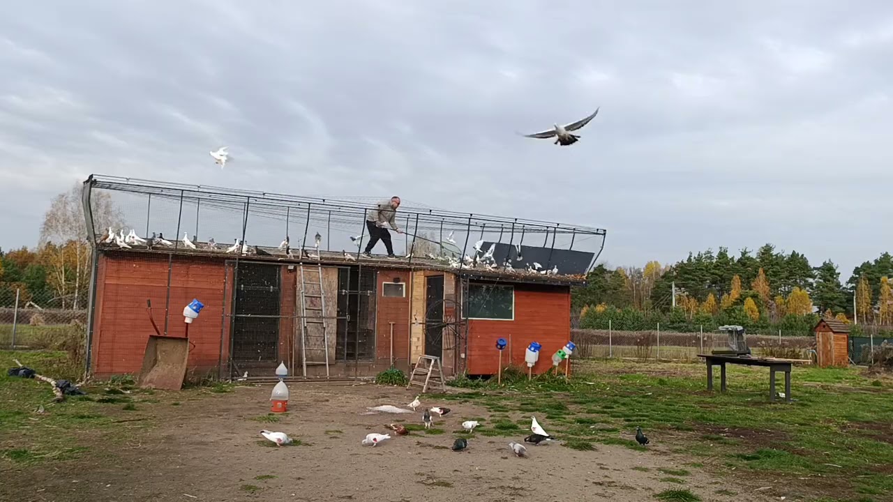 Pościnkowane. Pozdrawiam 🔥🔥🔥.