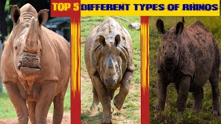 Top 5 different types of Rhinoceros.... and their habitats