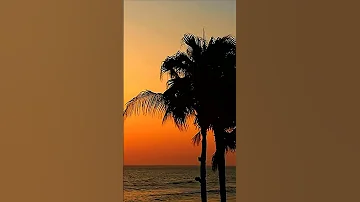 60 Seconds of Relaxation - Gorgeous Ocean Sunset & Palm Trees