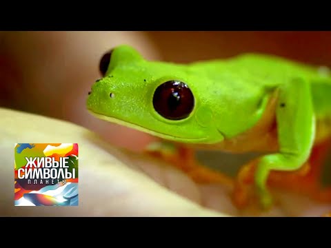 Видео: Фотопутеводитель по самым невероятным животным в Коста-Рике