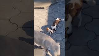 Chihuahua Tries to Carry Tiny Puppy Away