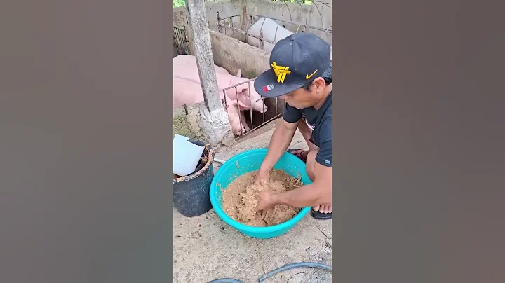 feed mix enough #hogs #pig #hogger #pigbreeding #animals #pigfarming #piggy