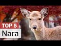 Top 5 Things To Do In Nara Top 5 Things To Do In Nara