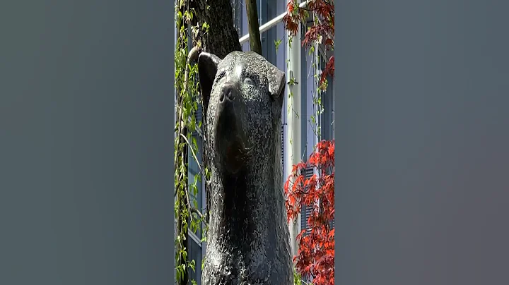 Does anyone know the story of the Hachiko statue in Shibuya, Tokyo?🤔🤔 #shorts #short