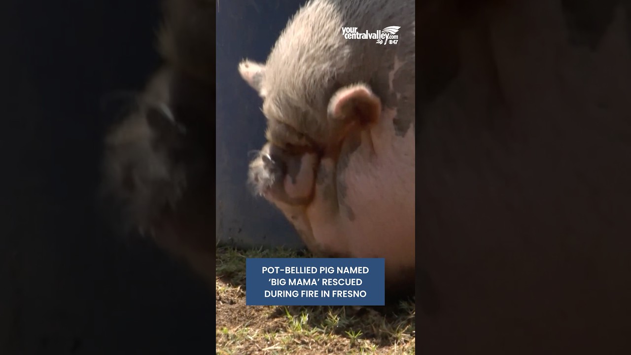 Pot-bellied pig named 'Big Mama' rescued during fire in Fresno