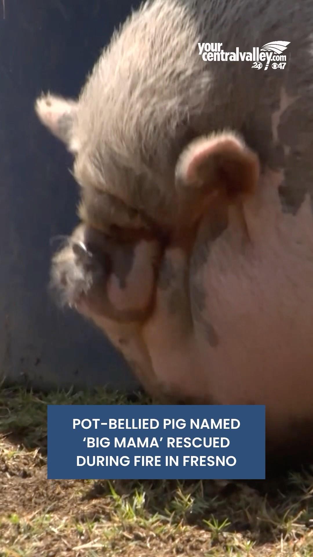 Pot-bellied pig named 'Big Mama' rescued during fire in Fresno