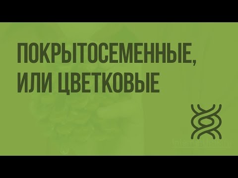 Покрытосеменные, или Цветковые. Видеоурок по биологии 5 класс