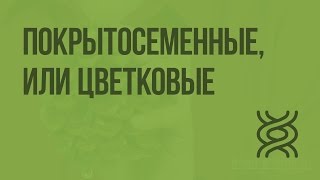 Покрытосеменные, или Цветковые. Видеоурок по биологии 5 класс