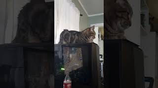 Probably not best for cooling the computer, but Kia digs it.