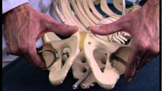 Extion Of The Pubic Symphysis.