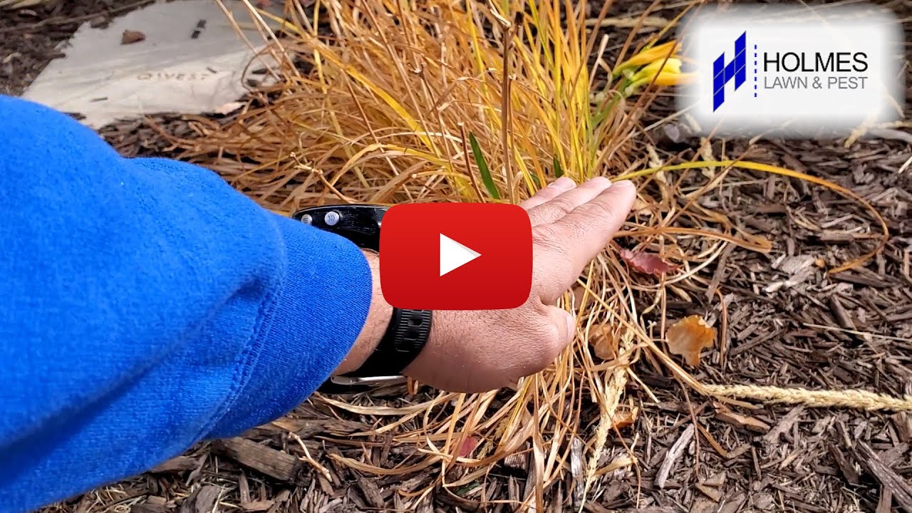 🌾Time to cut back your Daylilies🏵️ YouTube