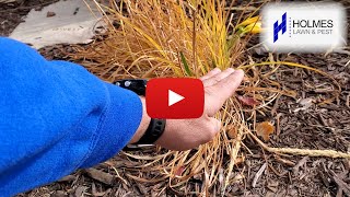 🌾Time to cut back your Daylilies🏵️