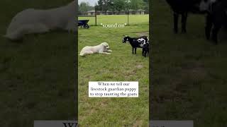 Silly Great Pyrenees Puppy With Goats #greatpyrenees #puppytraining #babygoats #nigeriandwarfgoats