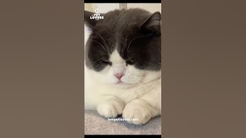 "The Secret Behind Your Cat