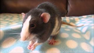 Pet Rat Playtime