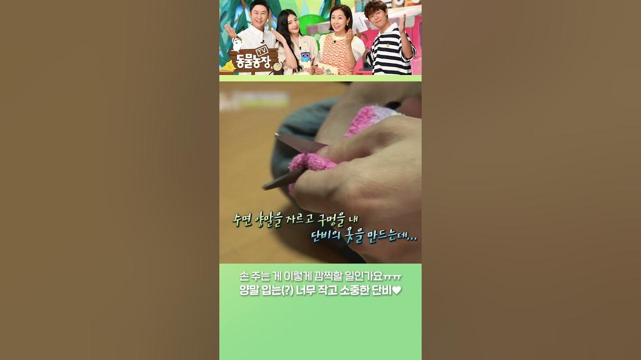 🧦단비에게 양말은 신는게 아니라 입는 것💛 #Shorts #Tv동물농장 #Animalfarm #Sbsstory - Youtube