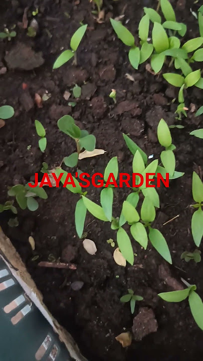 என்னென்ன முளைத்திருக்கு சொல்லுங்க உறவுகளே