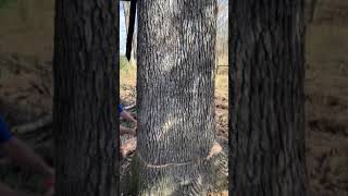 Download Lagu My first barber chair MP3