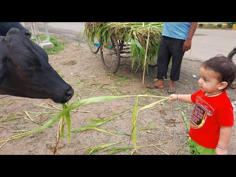 Download Prish Feeding Cows -Cute Video - Inculcating Values - Unedit