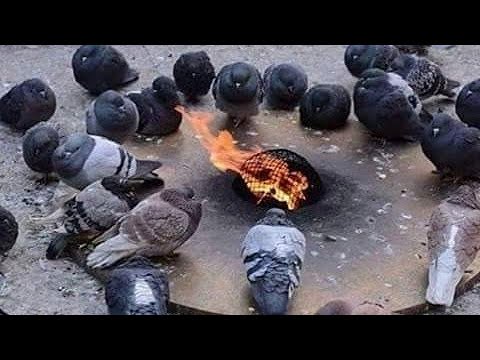 اقوي رافع مناعه و مضاد فيروسات بيطري في السوق علاج في كبسولة