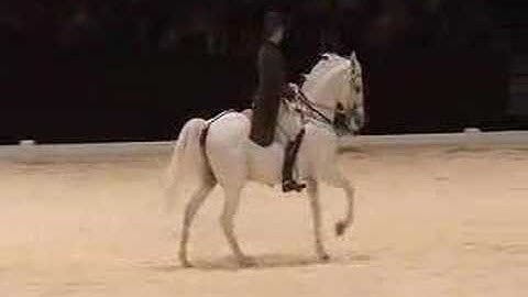 Pirouette - Canter pirouette - Dressage horse