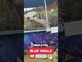 Blue Whale | Skeleton Blue Whale | Museum | Islamabad | Big Fish 🐟 💙  |#fish #whalefish