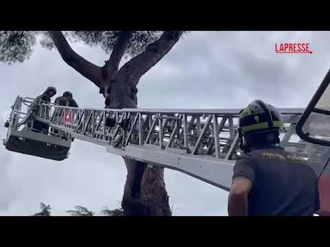 Video Maltempo a Roma, fulmine incendia albero davanti a Università degli Studi Link