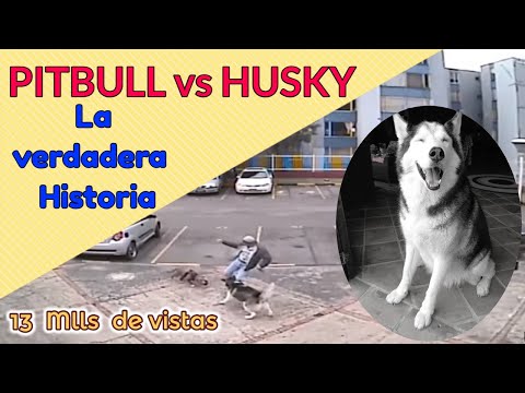 Video: ¿Puede un husky siberiano matar a un pitbull?