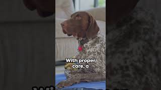 5 Fast Facts About German Shorthaired Pointers