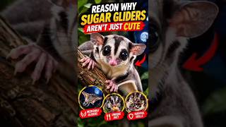 reason why Sugar Gliders Aren't Just Cute