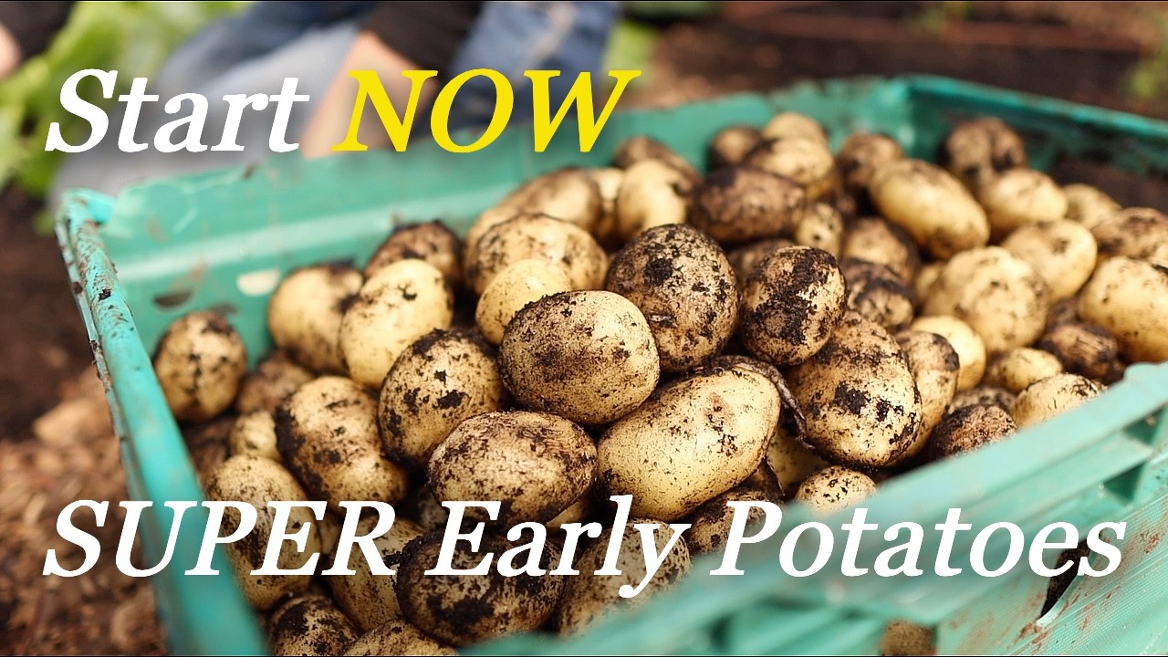 Выращивайте картофель прямо сейчас, чтобы помочь голодающим | Лайфхак для самообеспечения