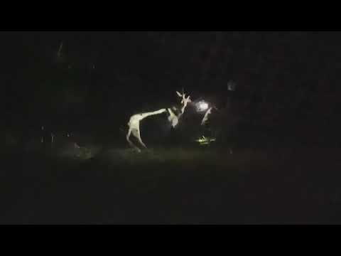 250-Pound Buck Rescued After Being Caught In Netting In Suffolk County