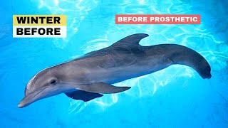 Winter The Dolphin Before Prosthetic Tail - Seen On Cbs