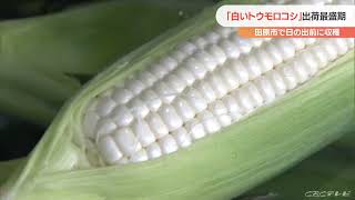 白いトウモロコシ“ぜひ生で食べてほしい”と生産者 午前4時から収穫作業 インターネットで予約販売も 愛知･田原市(2022/6/26)