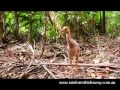 A close up movie of the cassowary baby