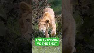 Download Lagu The scenario vs the shot - African lion cub Nala in Pairi Daiza #Shorts MP3