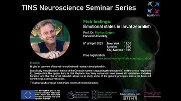 Fish feelings: Emotional states in larval zebraﬁsh - by Florian Engert