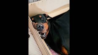 This is the dog’s first time being a mom. #dog #funnydog #foryou #funny #fyp#cute#YouTube#video