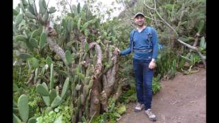 Anaga