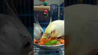 Cockatiels eating green veggies 🥬 #shorts screenshot 2