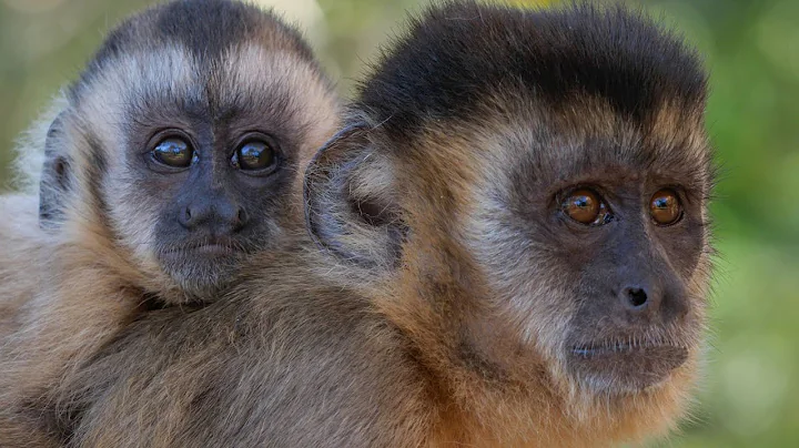 Capuchin Culture - Trailer