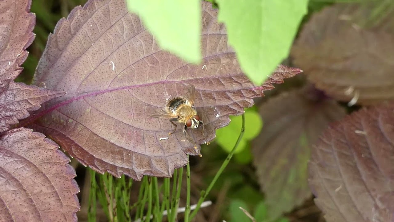 Tachinid Fly under Surprise Attack