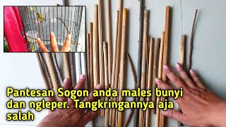 Begini Cara Memilih dan Menempatkan Tangkringan yang Benar untuk Sogon